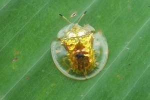Beetle golden turtle - hihetetlen szépség rovar