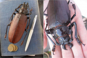 Beetles-woods vagy beetles-usachi