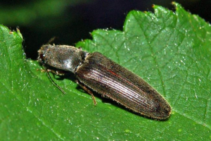Beetles-tengelykapcsoló - rovar akrobaták Beetles-tengelykapcsoló - rovar akrobaták