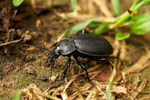 Grudelitsa goeblera Grudelitsa goeblera
