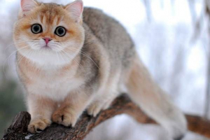 Golden chinchilla cat. A fajta leírása, jellemzői, gondozása és ára