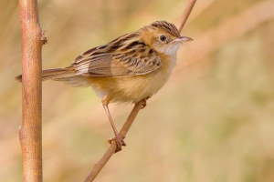 Golden cysticol: életmód és élőhely énekesek