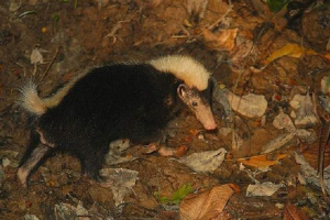 Zordsky skolly badger, aki skunkként védett Zordsky skolly badger, aki skunkként védett