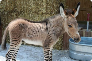 Zona - csíkos zebra keresztezett baba póni