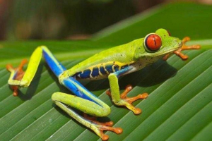 Zoológia: állatkutatás és kutatás Zoológia: állatkutatás és kutatás