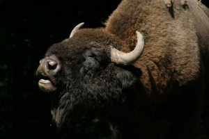 Bison - a belovezhskaya erdő tulajdonosa