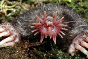 Starrel: vicces mole